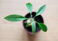 A young avocado tree with big leaves grows from a seed in a pot. Royalty Free Stock Photo