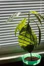 Young avocado tree in a green pot on a window with shutters, selective focus Royalty Free Stock Photo