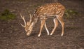 Young axis deer male searching food on ground. Royalty Free Stock Photo