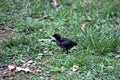 SvarthÃÂ¶na Ayam Cemani Kadaknath Black Chicken Baby Chick Alone In grass