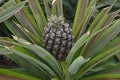 Young Azorean Pineapple Fruit Plant Up Close