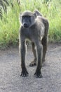 Young Baboon Royalty Free Stock Photo