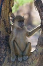 Young baboon, amboseli national park, kenya Royalty Free Stock Photo