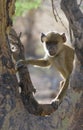 Young baboon, amboseli national park, kenya Royalty Free Stock Photo