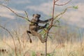 Young baboon climbing a thorn bush