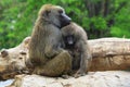 young baboon couple