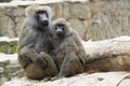young baboon couple