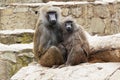 young baboon couple