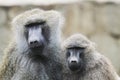 young baboon couple