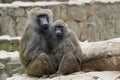 young baboon couple