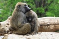 young baboon couple