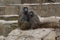 young baboon couple