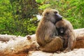 young baboon couple