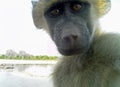 Young Baboon face very close to camera lens. Taken with a remote camera that the baboon triggered. Royalty Free Stock Photo
