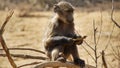 Young baboon holding food