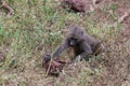 A young baboon looking for food Royalty Free Stock Photo