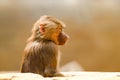 Young baboon monkey Pavian, Papio hamadryas observing staring and vigilant looking with brown bokeh background out of focus