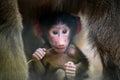 Young baboon portrait in nature