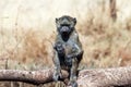 Young baboon