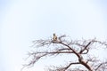 Baboon on Guard Royalty Free Stock Photo