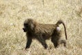 A young baboon walking