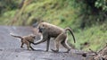 Young Baboons
