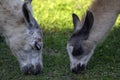 Young baby and adult llama Lama glama portrait, beautiful hairy animal with amazing big eyes, light cream brown white color Royalty Free Stock Photo