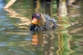 A young baby American coot Fulica americana, also known as a mud hen, is a bird of the family Rallidae swims to its mother with Royalty Free Stock Photo