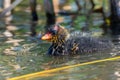 A young baby American coot Fulica americana, also known as a mud hen, is a bird of the family Rallidae swims to its mother with Royalty Free Stock Photo