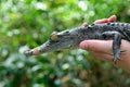 Young Baby Australian Salt water crocodile Royalty Free Stock Photo