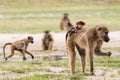 Young baby baboon on moms back