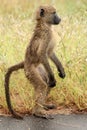 Young Baby Baboon standing in the rain