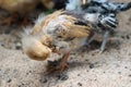 Young baby Bantam rooster chick cleaning in the sand