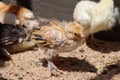 Young baby Bantam rooster chick in the sand