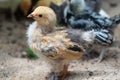 Young baby Bantam rooster chick in the sand