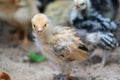 Young baby Bantam rooster chick standing in the sand