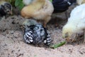 Young baby Bantam rooster chick taking a dirt bath