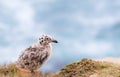 Young Baby Bird Seagull Chick Royalty Free Stock Photo