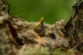 Young baby birds sleep quietly in the nest on a summer morning