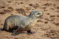 Young baby Cape fur seal, Arctocephalus pusillus, walking on the sand or beach. Cape cross, Skeleton Coast, Namibia Royalty Free Stock Photo