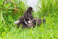 Young baby ducks in the grass Royalty Free Stock Photo