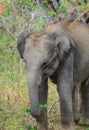 Young baby elephant eating green leaves at Yala national park. Isolated baby elephant front view portrait photo Royalty Free Stock Photo