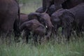 Young Baby Elephants Playing in Hwage National Park, Zimbabwe, Elephant, Tusks, Elephant`s Eye Lodge Royalty Free Stock Photo