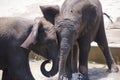 Young baby elephants playing together in the water Royalty Free Stock Photo