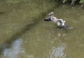 Young baby flamingo bird in the water