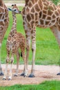 Young baby giraffe with its mother Royalty Free Stock Photo