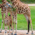 Young baby giraffe with its mother Royalty Free Stock Photo