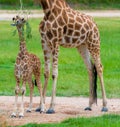 Young baby giraffe with its mother Royalty Free Stock Photo