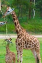 Young baby giraffe with its mother Royalty Free Stock Photo