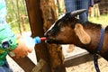 Young baby goat drink milk from nipple bollte